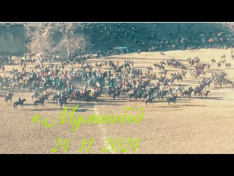Видео: Бузкаши н.Муминобод 24_11_2024