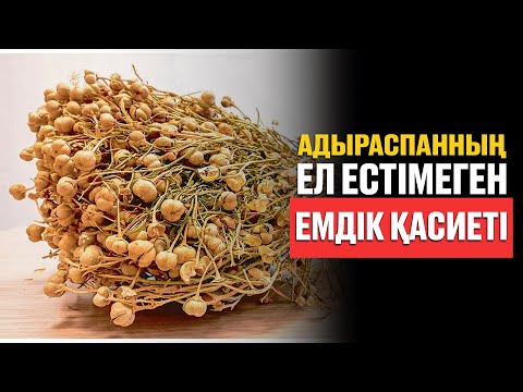 Видео: Адыраспан шөбінің пайдасы/Ел естімеген емдік қасиеті