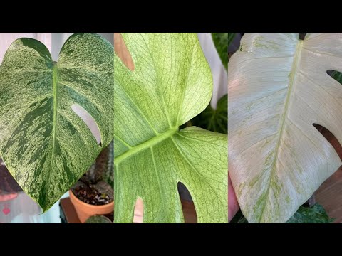 Видео: История монстеры минт / Мутация вариегатной монстеры