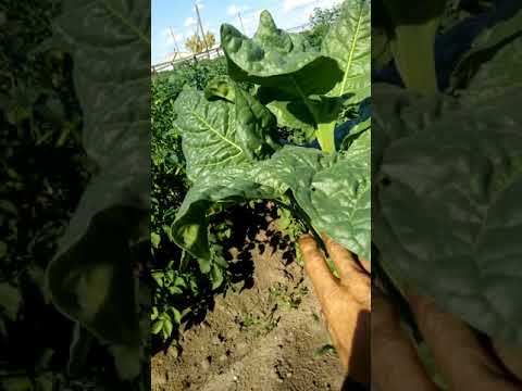 Видео: табак Казахстана. Жёлтая махорка- когда и как ломать лист.
