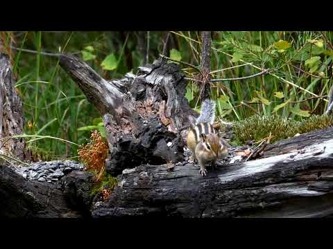 Видео: Красивый Бурундучок на Живописной Коряжке с Цветным Мхом