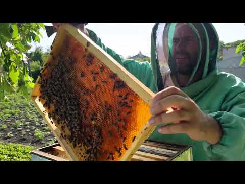 Видео: Когда откачивать не запечатанный мед, осмотр пасеки. Неожиданно семья в роевом состояние