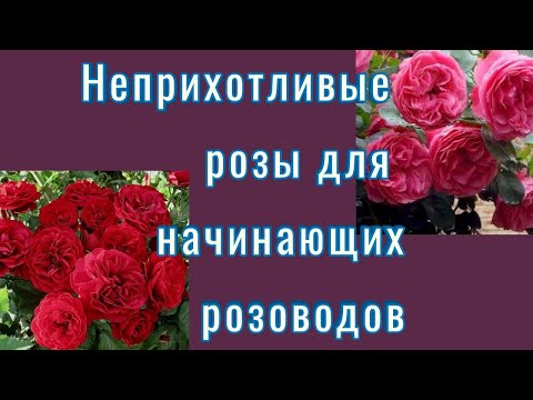 Видео: Неприхотливые  розы для начинающих розоводов.