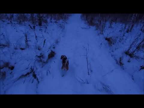 Видео: Размышление об охоте с биглями. Ответы на вопросы.  И не добытый заяц !!!))))))
