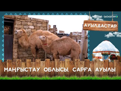 Видео: «Ауылдастар». Маңғыстау облысы, Сарға ауылы