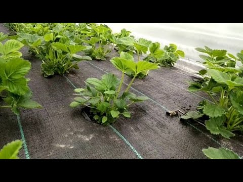 Видео: Клубника после подкормки железом  Средства от слизней и улиток