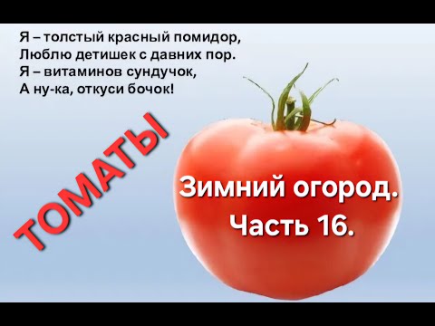 Видео: Зимний огород. Часть 16. Про томаты!