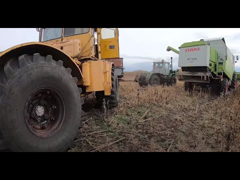 Видео: Комбайн КЛААС МЕГА. Заканчиваем уборку подсолнечника.