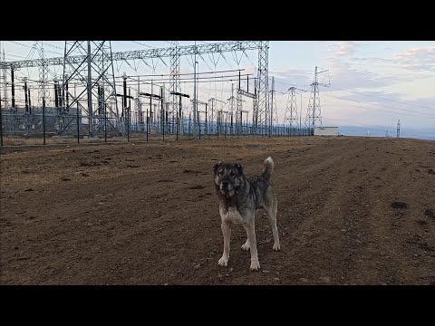 Видео: Грузинские горные собаки (НАГАЗИ) в отаре / Тренировка волкодава / Белый хода /