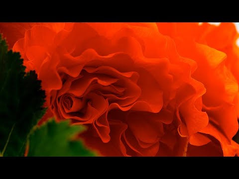 Видео: Клубневая бегония Sea Coral