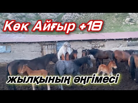 Видео: Биелер кенжелеп қалды! Былтырғы жұттың әсері! Жылқының темасы.