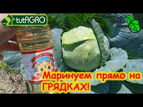 Видео: ОШЕЛОМЛЯЮЩИЙ РЕЗУЛЬТАТ УКСУСНОЙ ПОДКОРМКИ КАПУСТЫ. Кочаны сочные, крепкие, хрустящие. А урожай!