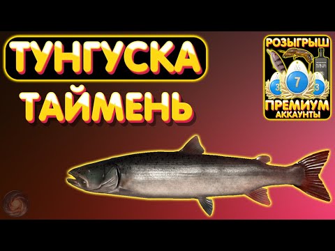 Видео: Таймень - Тунгуска 🔥 ПРЕМ и ЗОЛОТО в боксе Trovo 🔥 Русская Рыбалка 4