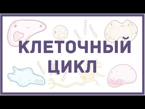 Видео: Клеточный цикл - биология клетки