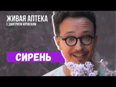 Видео: СИРЕНЬ Лекарственные св-ва / Как собирать /  Обезболивающая настойка  // Живая аптека 2