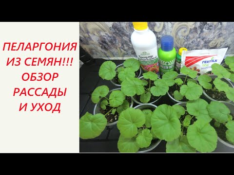 Видео: Пеларгония из семян. Уход за рассадой после пикировки.