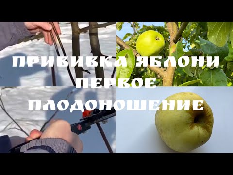 Видео: [Прививка растений]. Прививка яблони. Первое плодоношение.