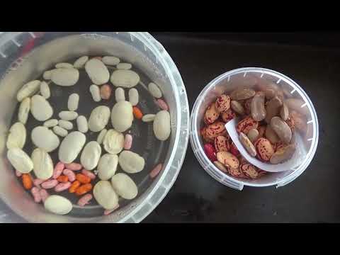 Видео: Фасоль,посев на рассаду