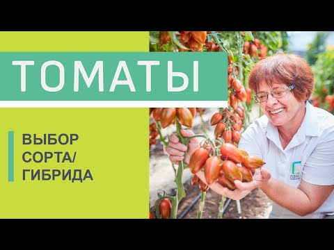 Видео: Самые урожайные сорта томатов. Лучшие сорта томатов. Какие томаты выбрать на сезон.