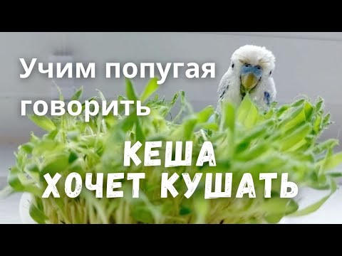 Видео: Учим попугая говорить Кеша хочет кушать