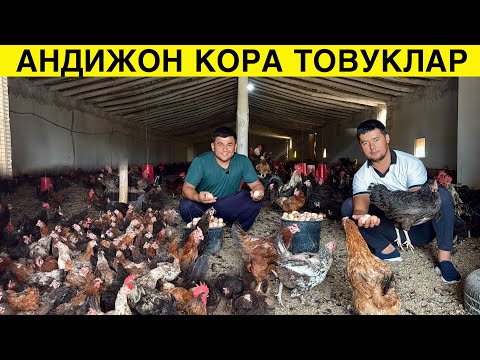 Видео: Товук Бокишдан Фойда Йок Деганлар Курсин 2200 дона Андижон Кора Товуклари Сотилади!