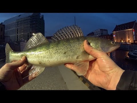 Видео: Зачетный судак в центре Гданьска. Река Мотлава.