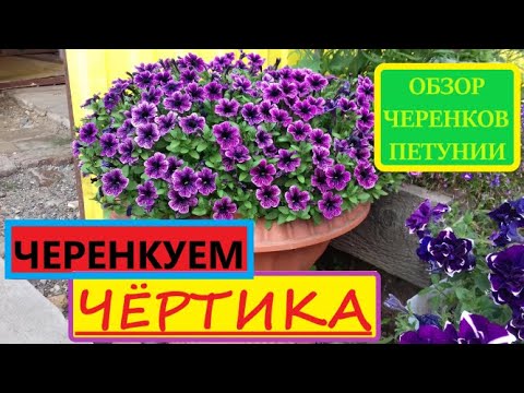 Видео: ОБЗОР укорененных черенков петунии. Нашла  Помощницу!!! Черенкую ЧёРТИКА - МОЙ ЛЮБИМЕЦ !