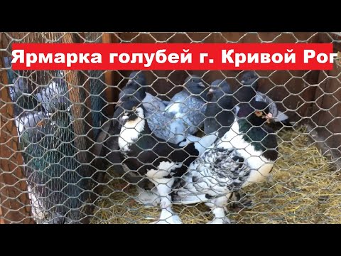 Видео: Ярмарка голубей г. Кривой Рог 29.06.2024.