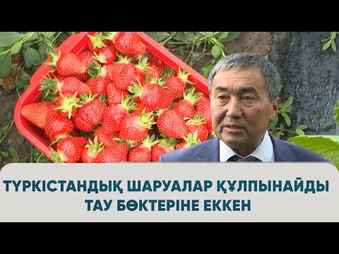 Видео: Түркістандық шаруалар құлпынайды тау бөктеріне еккен