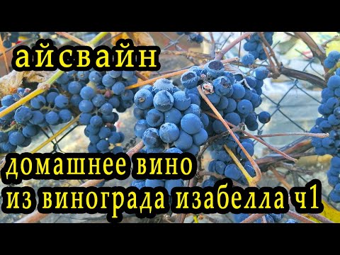 Видео: домашнее вино изабелла  айсвайн ч1