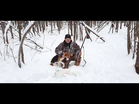 Видео: Охота с Русскими пегими гончими на зайца#22