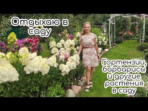 Видео: ОТДЫХАЮ В САДУ. ГОРТЕНЗИИ, БАРБАРИСЫ и другие растения в моём саду