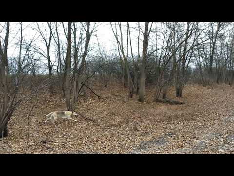 Видео: На 3.55 русак. Работа РГ Рожок