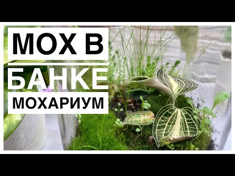 Видео: Будни цветовода | Мохариум? | Мох в банке | 18.10.2022г.