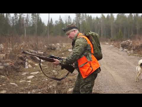 Видео: Медведь на дереве