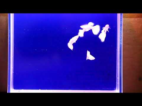 Видео: Гуппи