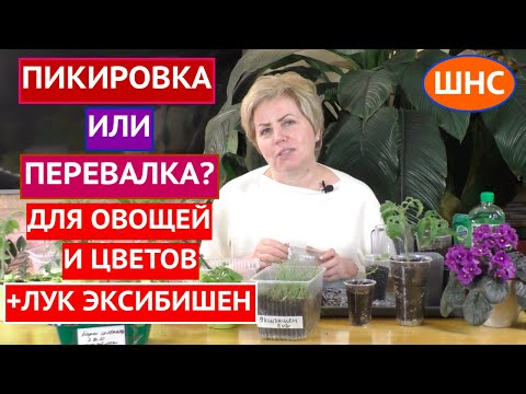 Видео: ПИКИРОВКА ИЛИ ПЕРЕВАЛКА? ЧТО ВЫБРАТЬ, КАК ПРОВОДИТЬ И ЗАЧЕМ ОНИ НУЖНЫЙ!