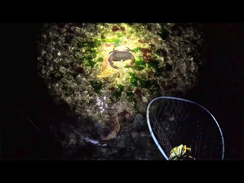 Видео: Собираем крабов ночью подсаком  и готовимся к весенней охоте
