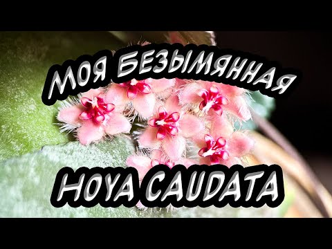 Видео: Моя безымянная Hoya Caudata