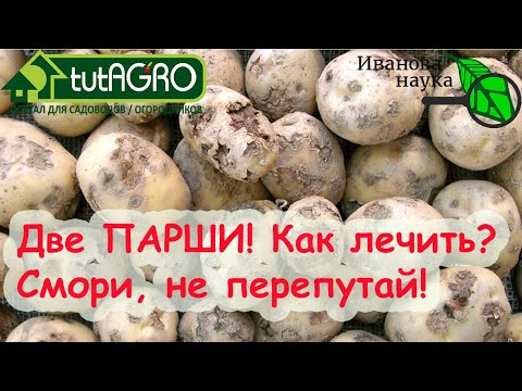 Видео: ШОК что я увидел на Ютуб-канале! Не слушайте ГЛУПЫХ о... защите растений! Две парши - два решения!