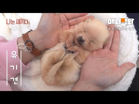 Видео: Мы 14-дневные заброшенные собаки