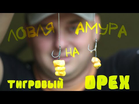 Видео: Ловля амура на тигровый орех