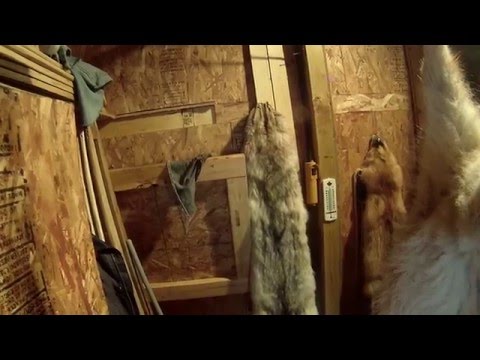 Видео: Койоты и шкуры