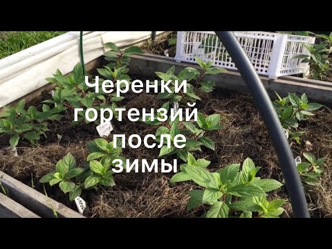 Видео: ЧЕРЕНКИ МЕТЕЛЬЧАТЫХ ГОРТЕНЗИЙ ПОСЛЕ ЗИМЫ. Garten.Hortensien-Stecklinge überwintert