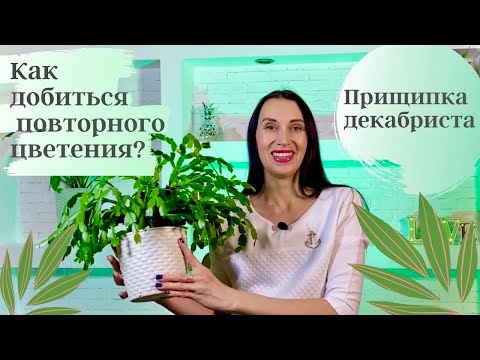 Видео: 🌿✅ХИТРОСТЬ КАК ЗАСТАВИТЬ ДЕКАБРИСТ ЦВЕСТИ ПОВТОРНО/КАК ПРИЩИПЫВАТЬ ДЕКАБРИСТ (ШЛЮМБЕРГЕРУ)