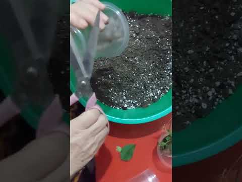 Видео: Бугенвелия каламчаси