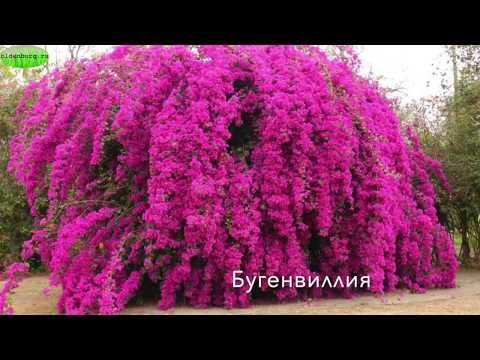 Видео: ПРЕКРАСНЕЙШИЕ ЦВЕТУЩИЕ КУСТАРНИКИ ДЛЯ САДА #названияцветов #азалия #скумпия #spirea #oldenburgru#235