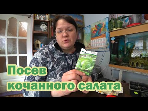 Видео: Посев кочанного салата