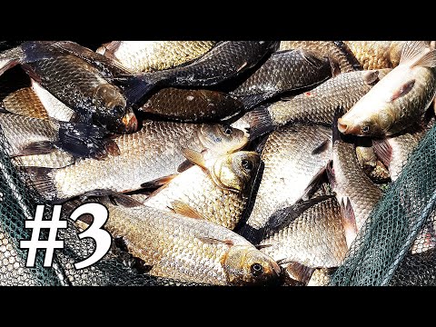 Видео: КАРАСЯ нащелкал "как кнутом". РЫБАЛКА в Воронежской области. Часть 3.