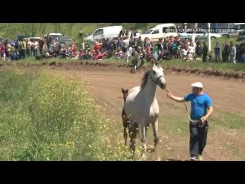 Видео: Хедерлез в чадыр Лунге отметили конно спортивными состязаниями